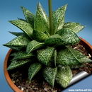 Gasterhaworthia Rosava